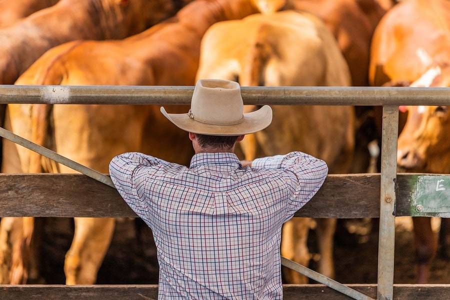 Agriculture Cattle Yard @ 50  1 min